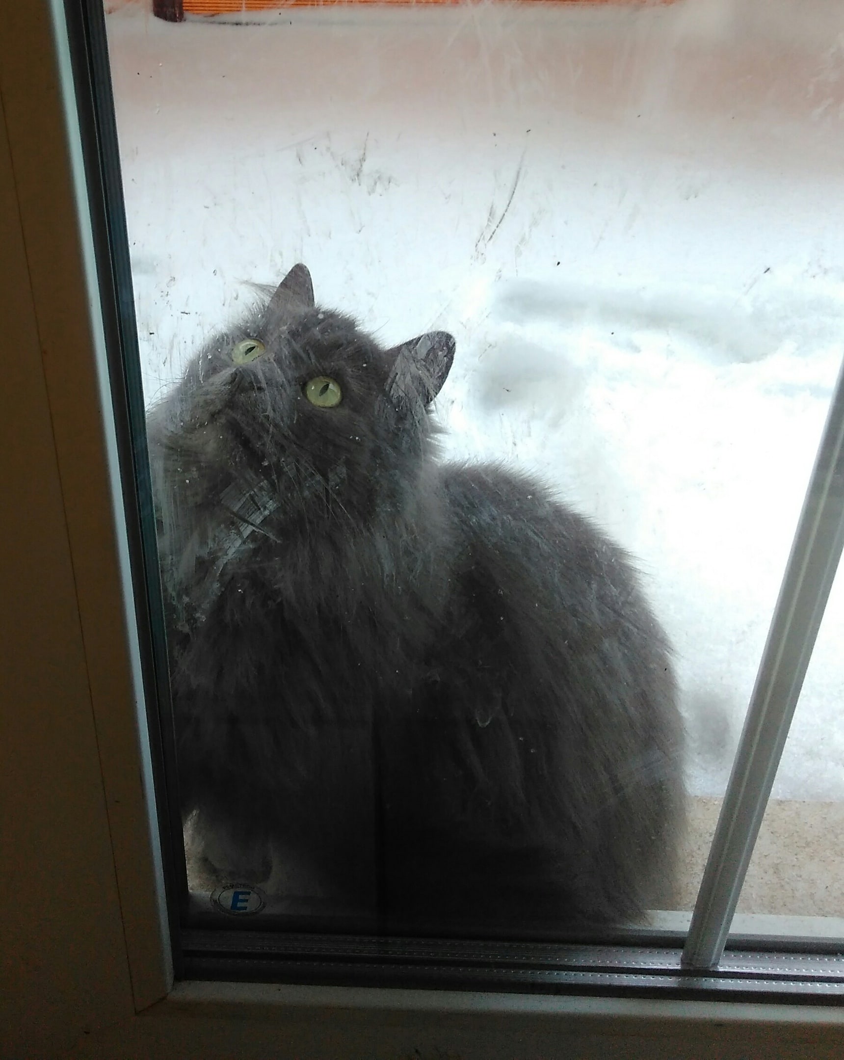 кошка за окном