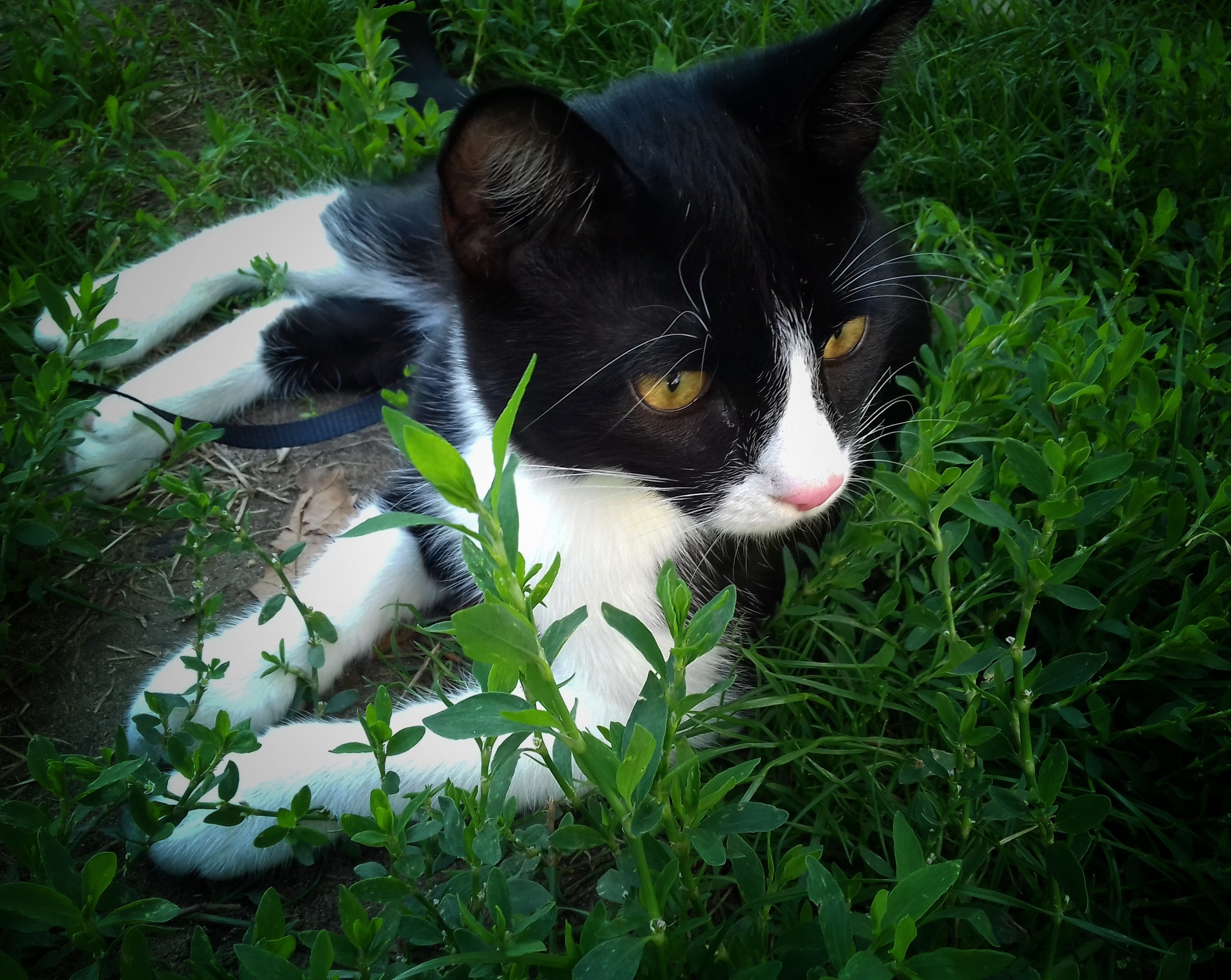 котенок в траве