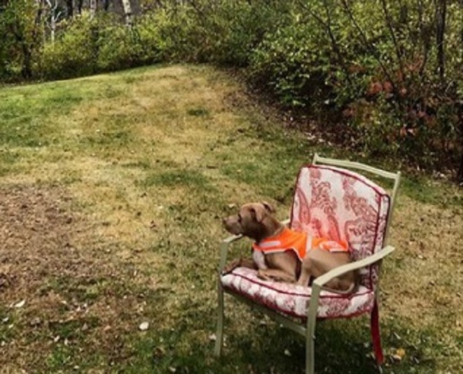 Пес на стульчике