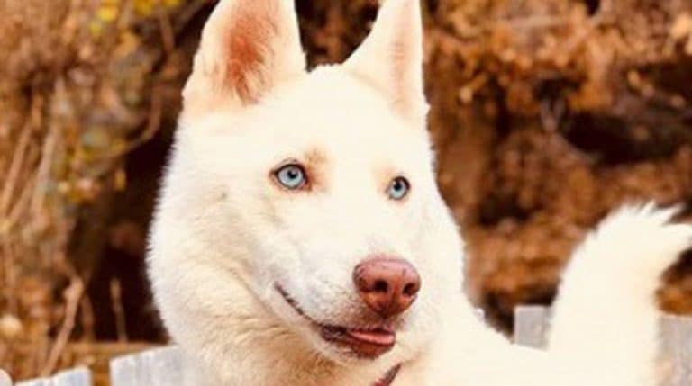 blue-eyed doggy