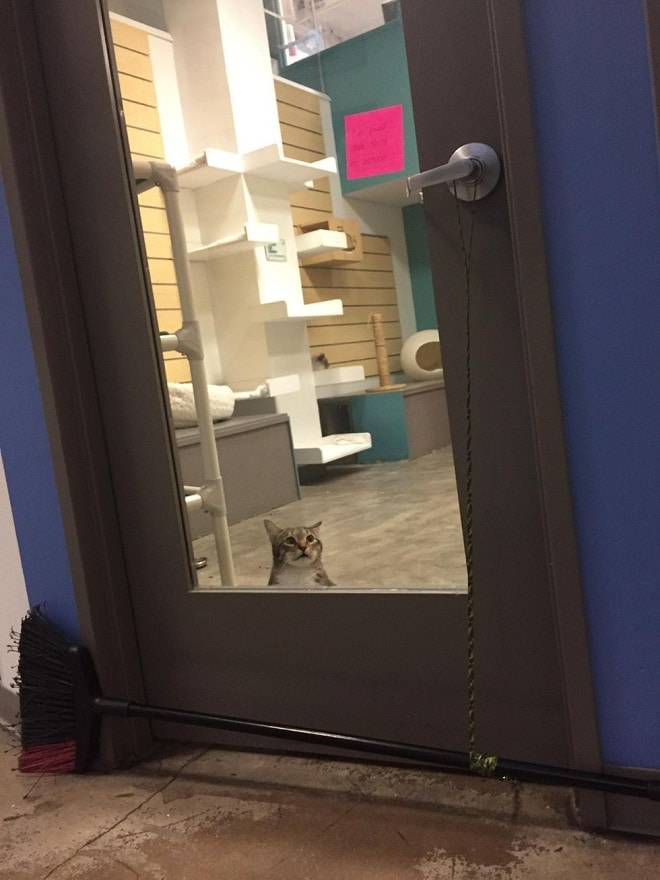 Кот за дверью