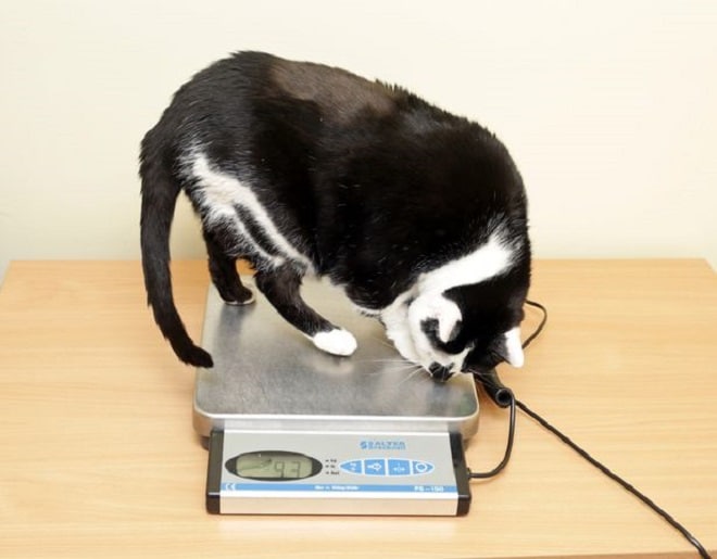 Кошка на весах