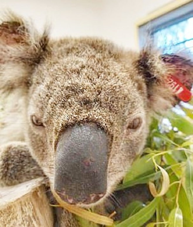 Сонная коала 