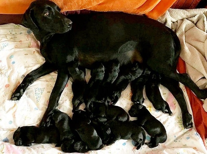 Собака и 13 щенков