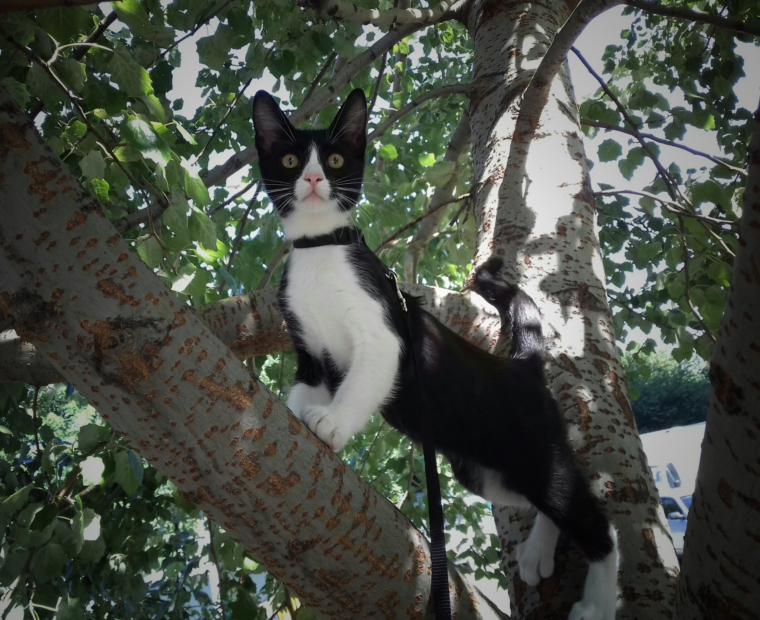 кот на дереве