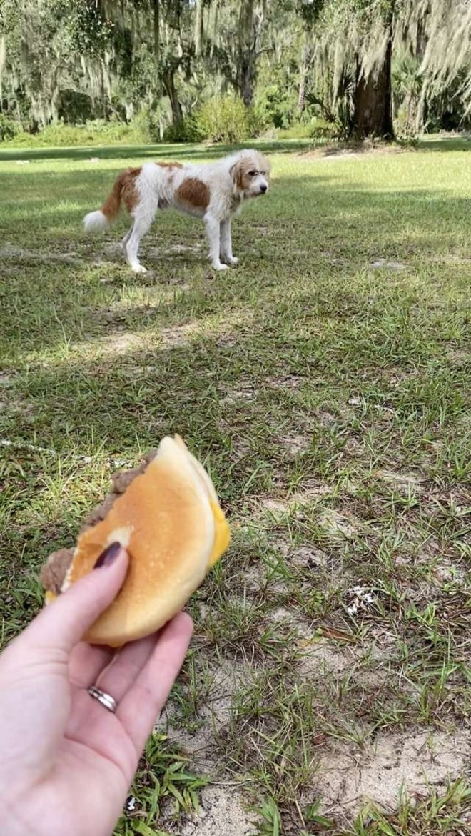 Чизбургер и пес