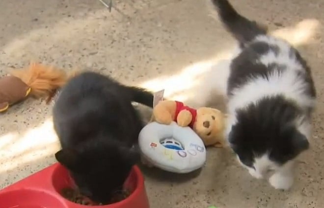 Котята и игрушки 