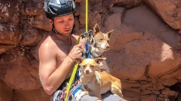 guy is rescuing dogs