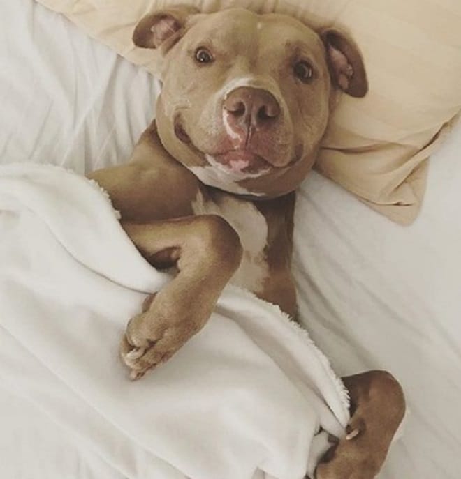 Пес в кровати 