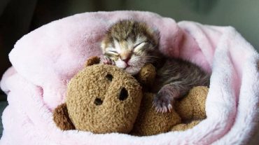 kitten and toy