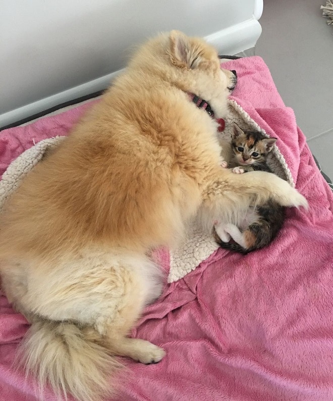 Собака лежит возле котенка