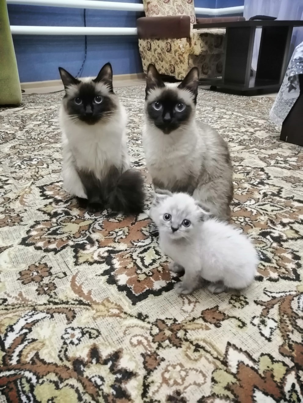 две кошки и котенок