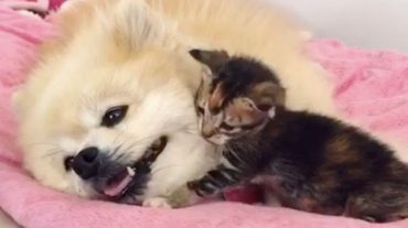 pup and kitten