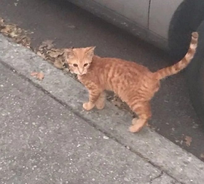 Котик на улице