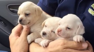 three little pups