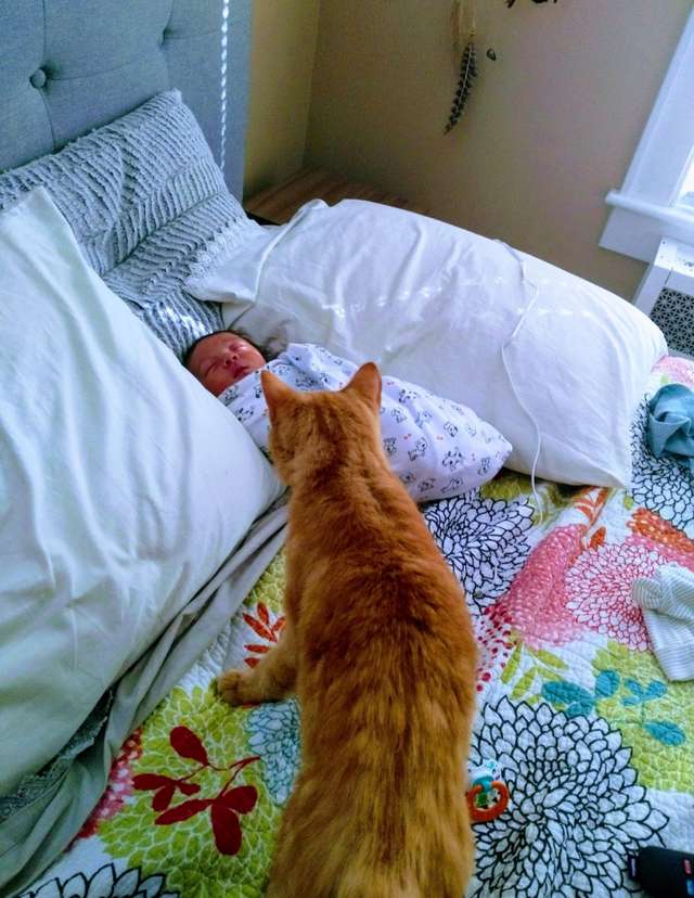 кот и младенец