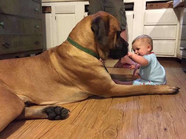 пес с ребенком