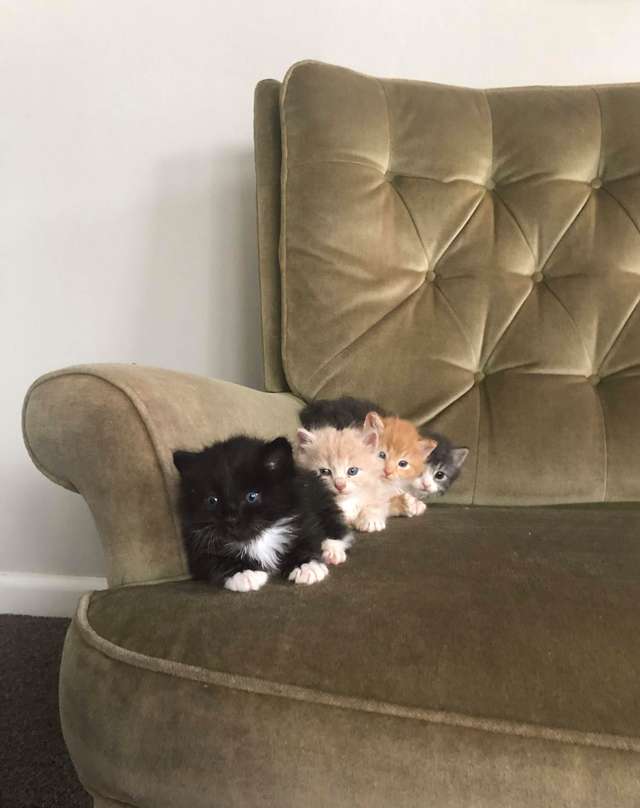 котята на диване