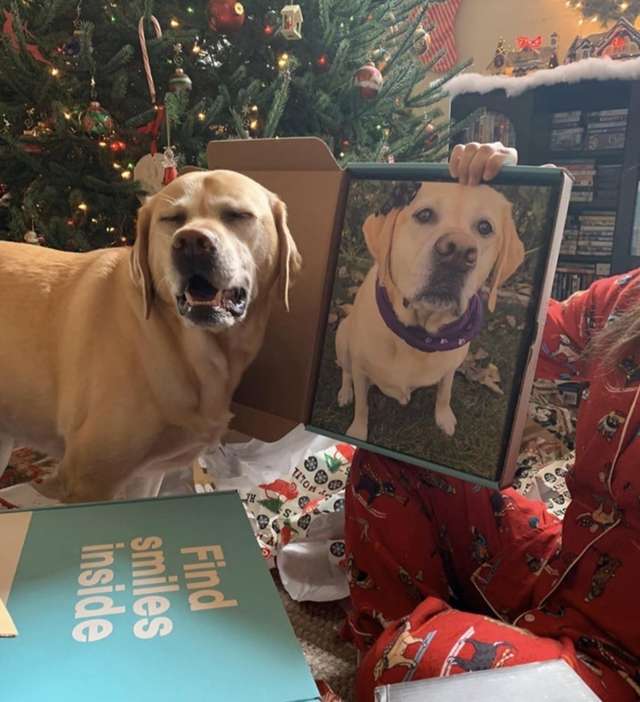 собака и ее портрет