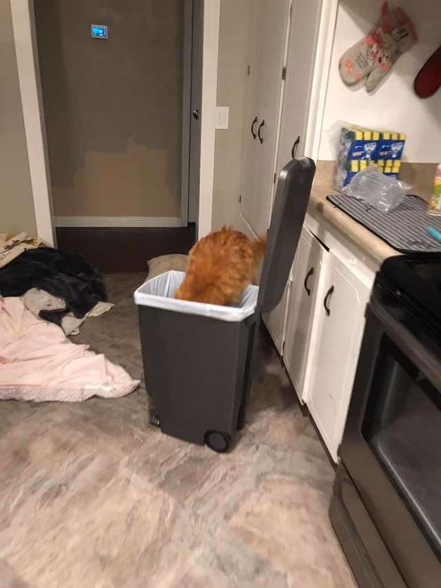 кошка роется в мусоре