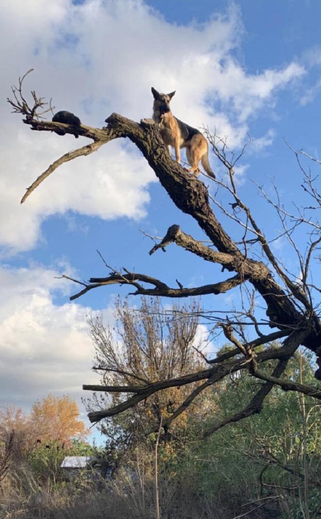 Кот с собакой на дереве