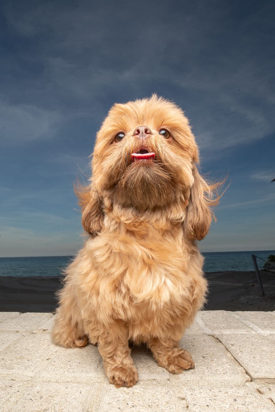 пес на пляже