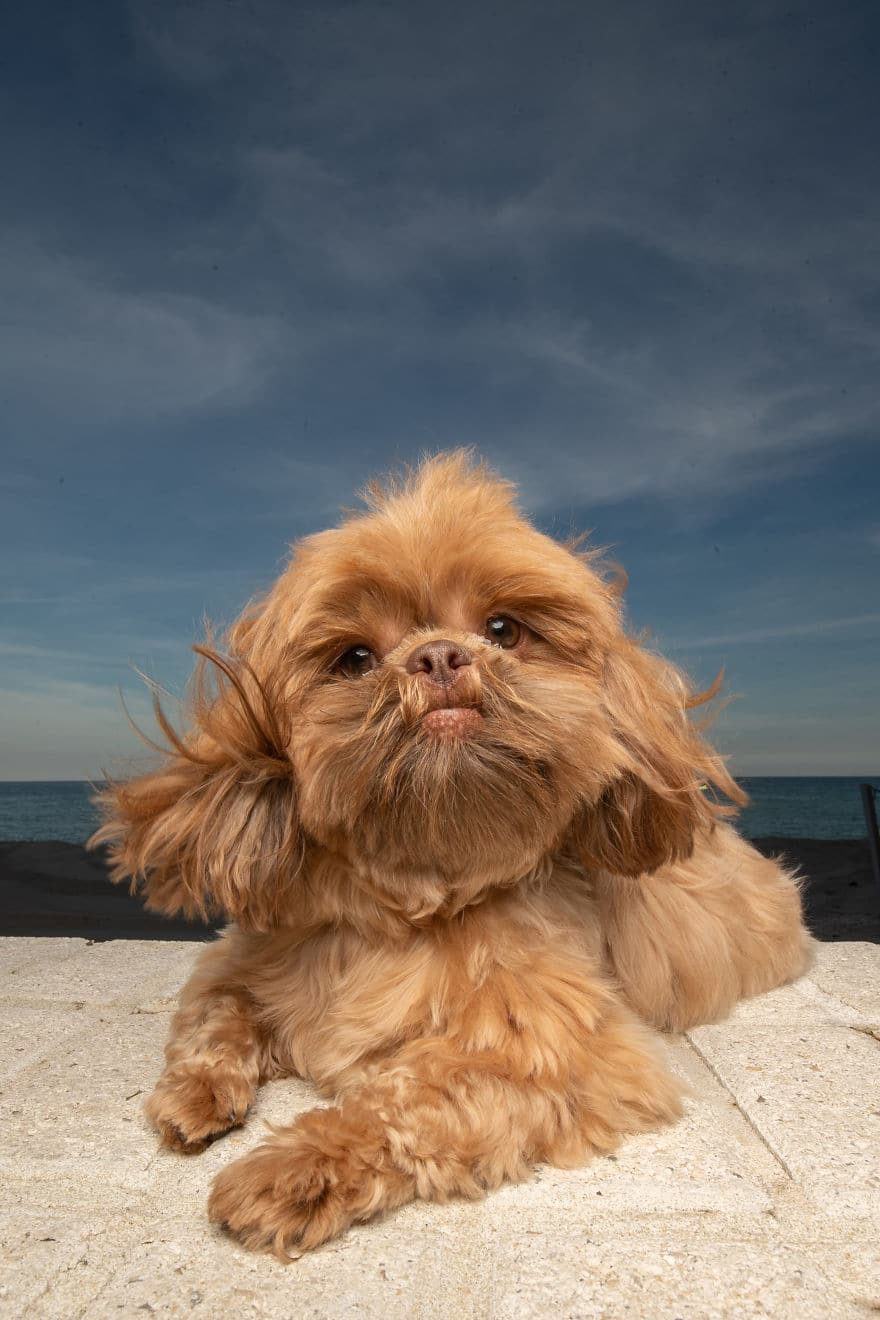 пес на пляже