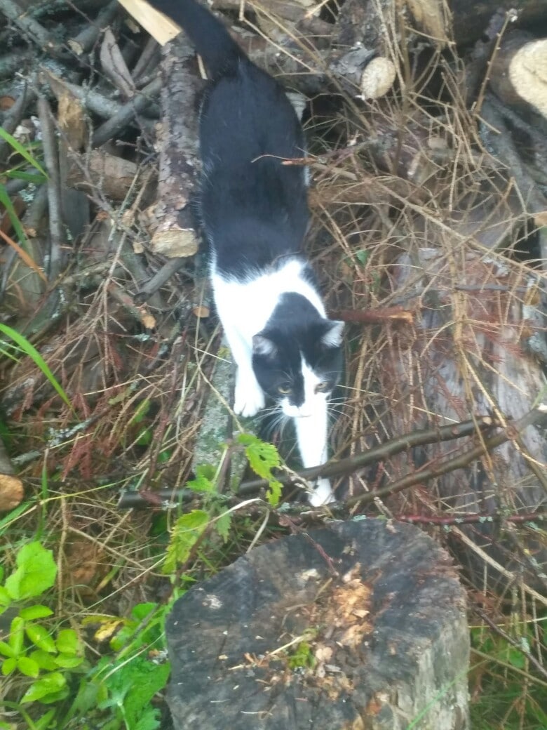 черно-белая кошка