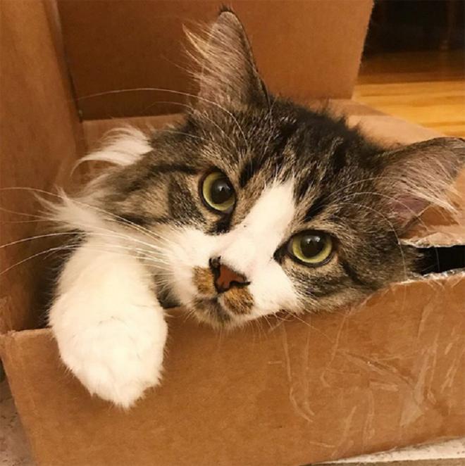 Кот в коробке 