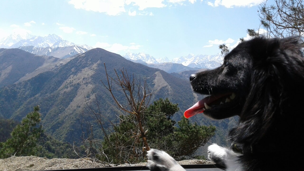 собака в горах