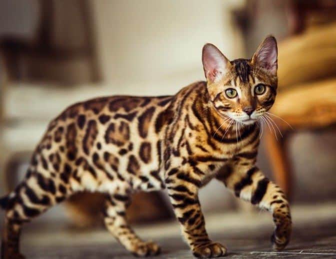 бенгальская кошка сколько стоит екатеринбург
