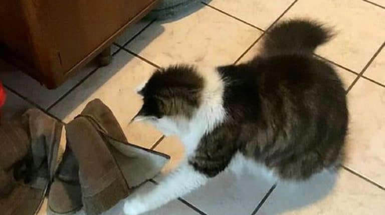 cat and boot