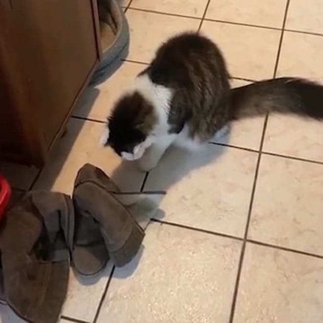 Кошка возле обуви