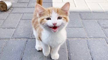 charming kitten