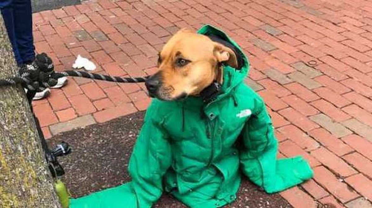 Моя собачка одета дороже тебя 1 час. Пес в куртке. Собака в куртке. Собака в человеческой куртке. Собачки в курточках.