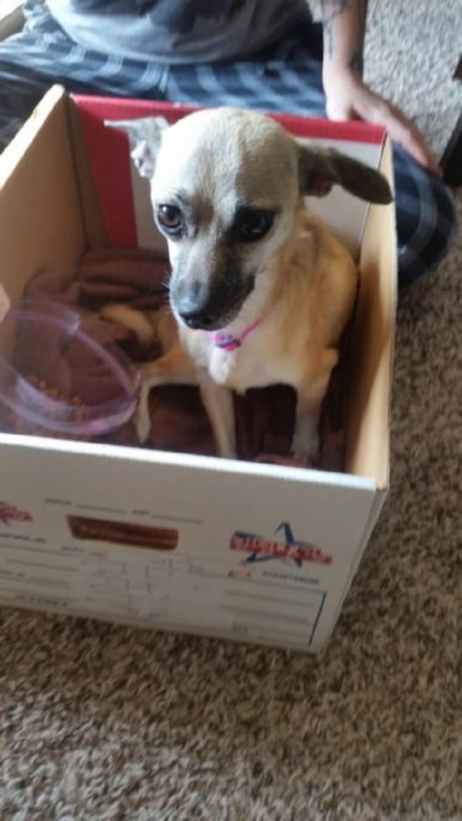 Собака в коробке 