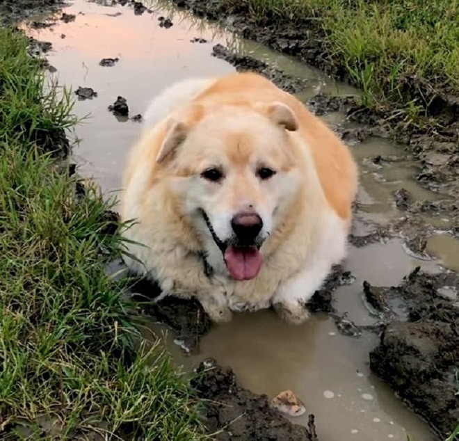 Пес в грязи