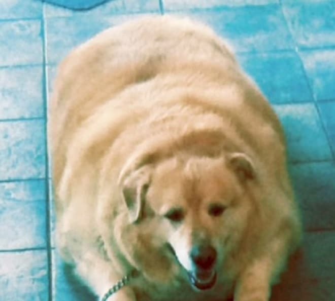 Очень толстая собака