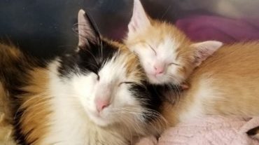 kitten and mum
