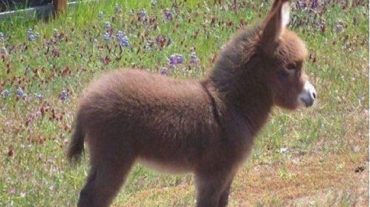 little baby donkey