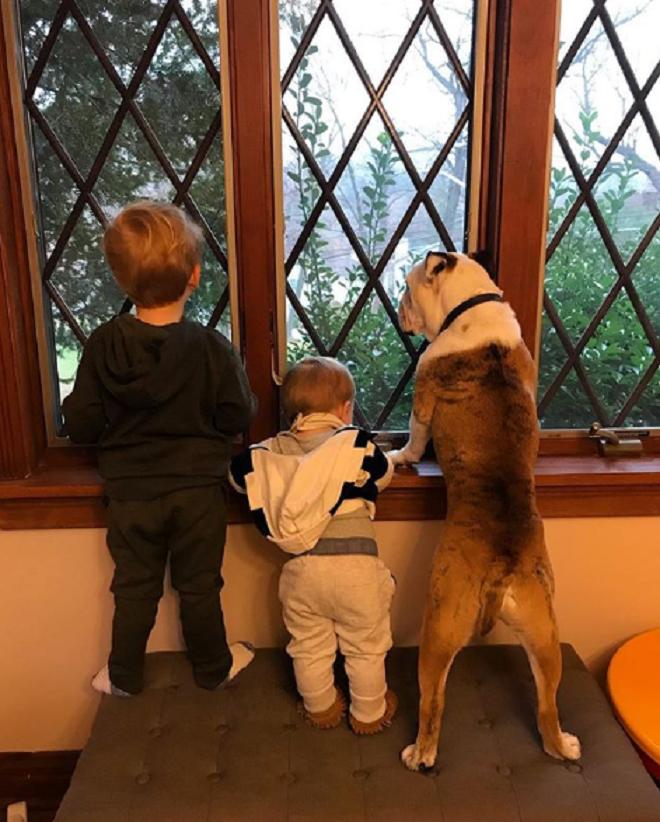Дети и собака смотрят в окно