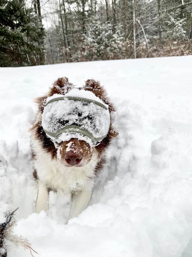 собака в снегу