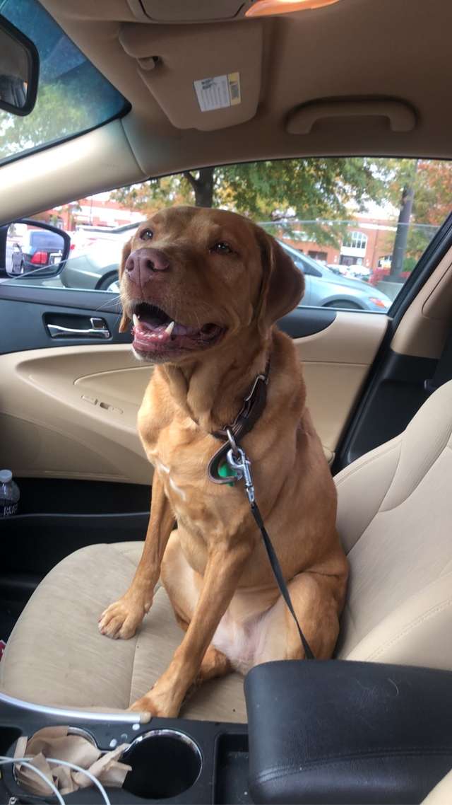 пес в машине