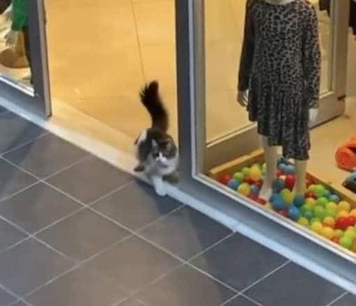 кошка в магазине