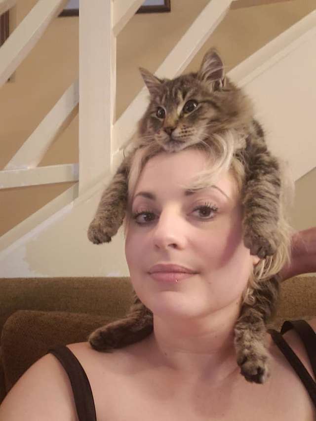 кот на голове 