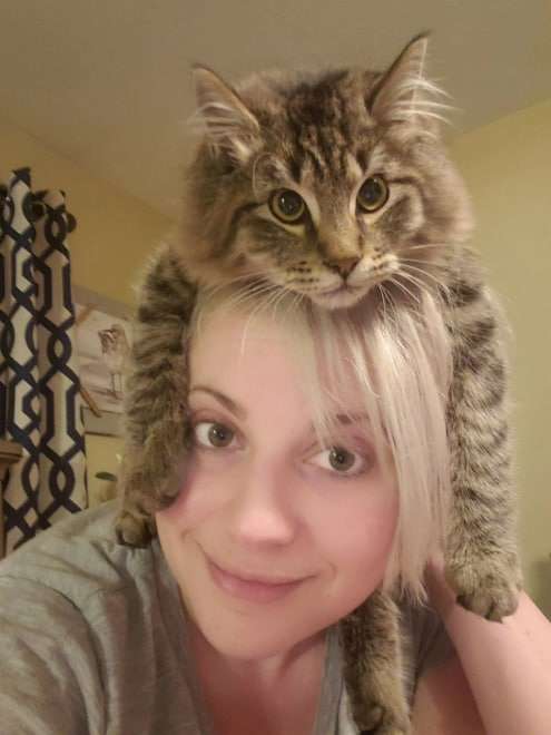 кот на голове