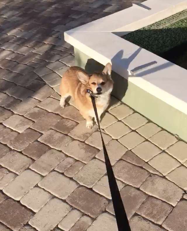 пес на прогулке