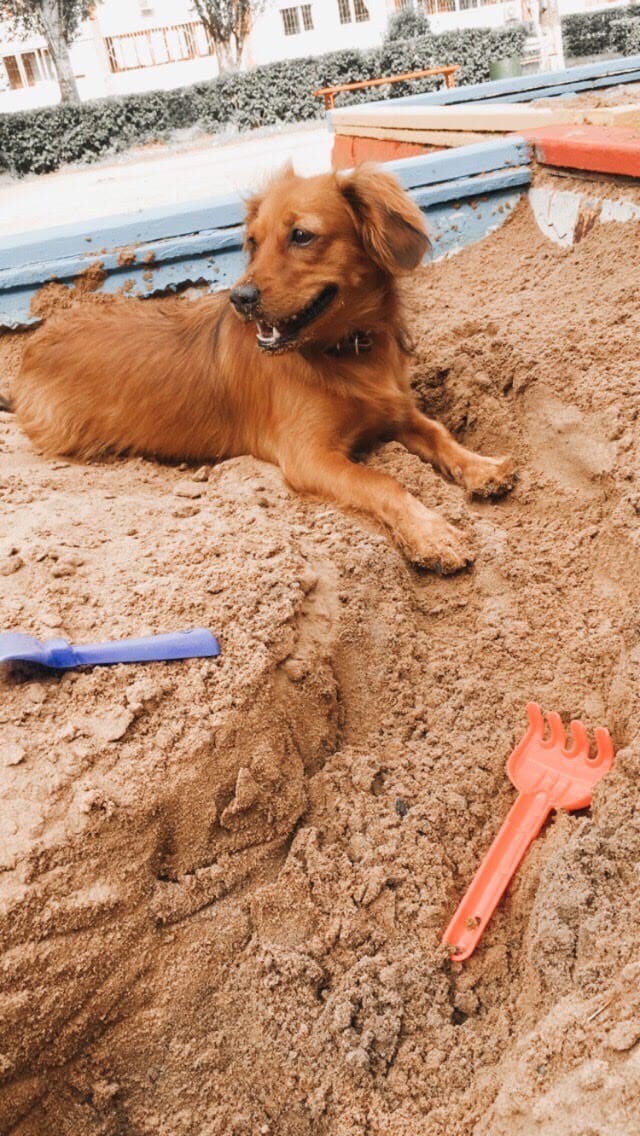 собака в песке