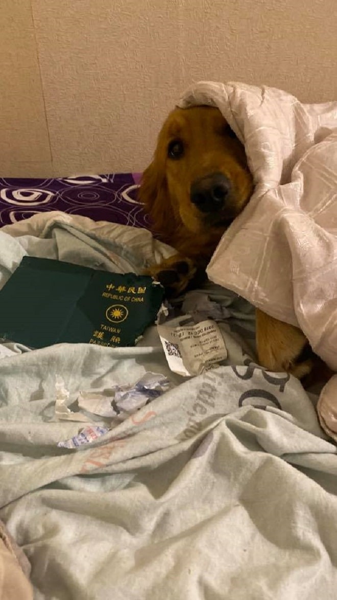 Собака и паспорт
