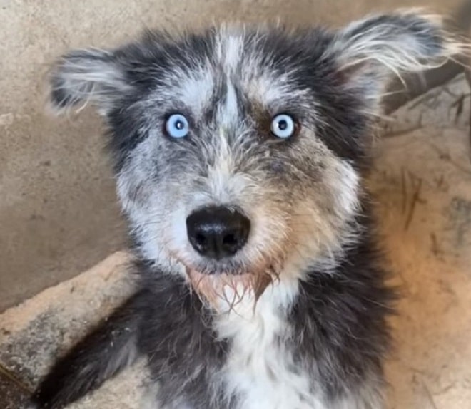 Собака с голубыми глазами 
